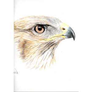 Buzzards Head 28 x 21 cm A4 Pencil