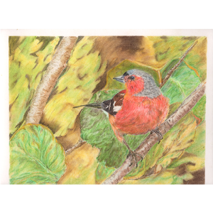 robin on branch