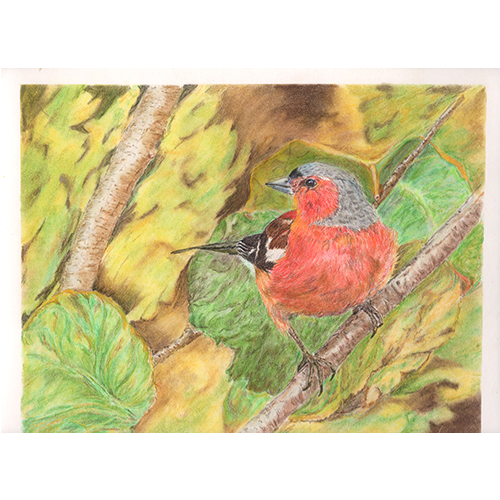 Chaffinch