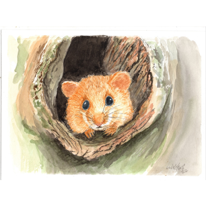 Dormouse