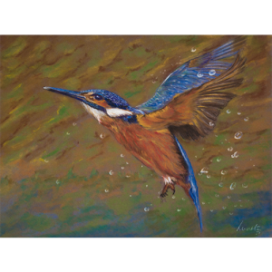 Kingfisher 28 x 21 cm A44 Pencil on Pastlemat