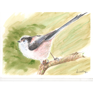 bird